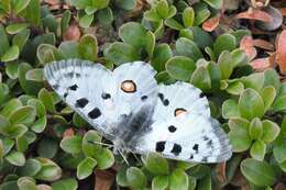 Image of Parnassius