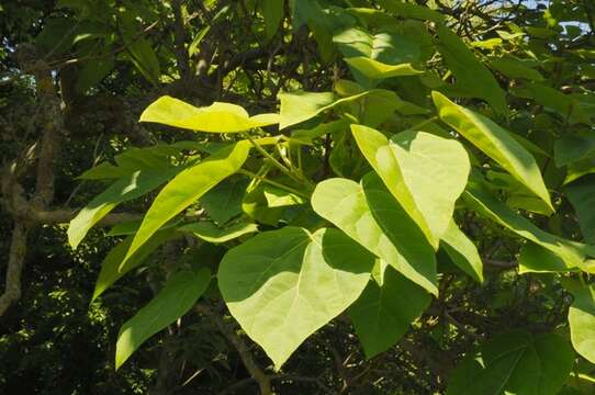 Image of paulownia