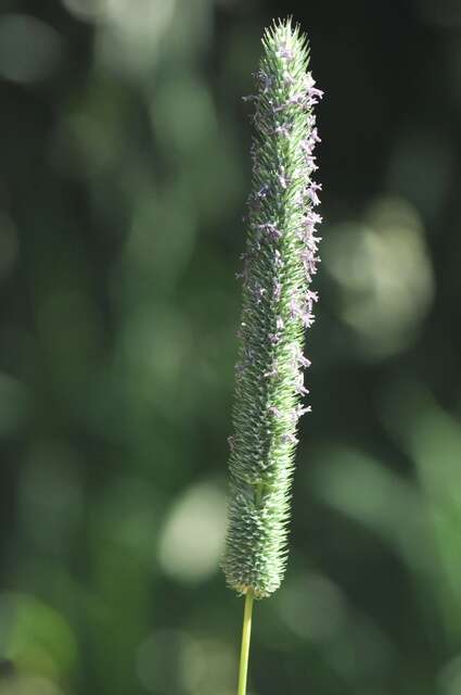 Image of Timothy or Cat's Tail