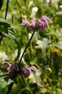 Imagem de Phlomoides