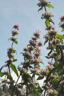 Imagem de Phlomoides