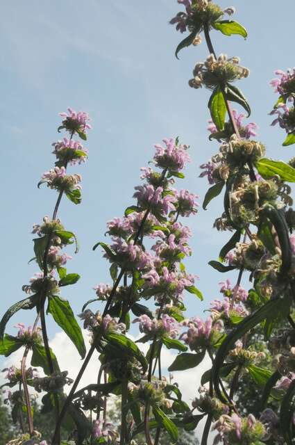 Image of Phlomoides