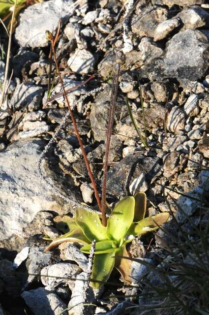 Plancia ëd Pinguicula