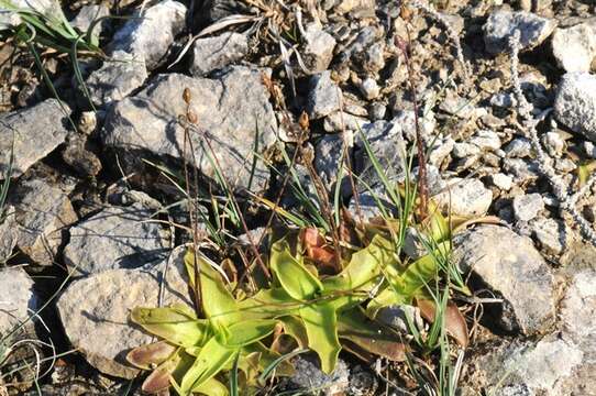 Image of Butterworts