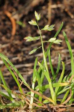 Image of supine bluegrass