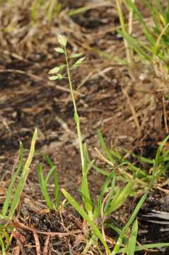 Image of supine bluegrass