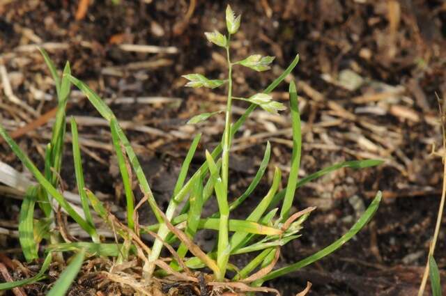 Image of supine bluegrass