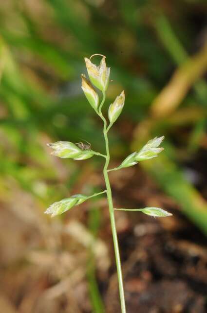 Image of supine bluegrass