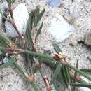 Image of <i>Polygonum aviculare</i> ssp. <i>neglectum</i> (Besser) Arcangeli