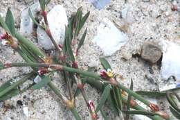 Image of Polygonum aviculare subsp. neglectum (Besser) Arcangeli