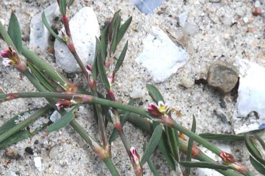 Polygonum aviculare subsp. neglectum (Besser) Arcangeli resmi