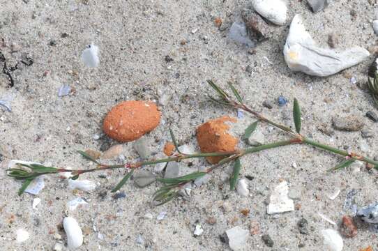 Image of Polygonum aviculare subsp. neglectum (Besser) Arcangeli