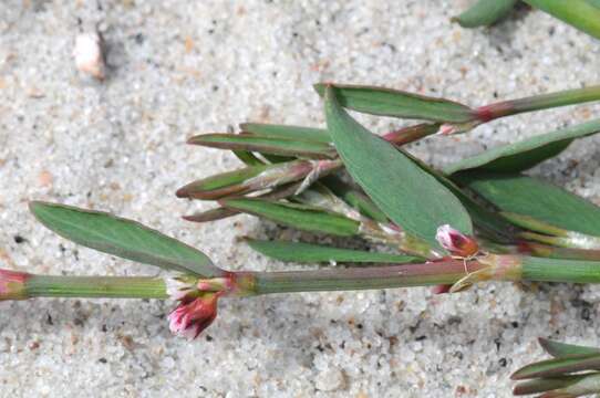 Image of Polygonum aviculare subsp. neglectum (Besser) Arcangeli