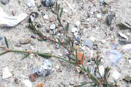 Image of Polygonum aviculare subsp. neglectum (Besser) Arcangeli