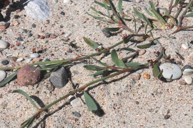 Слика од Polygonum oxyspermum Mey. & Bunge