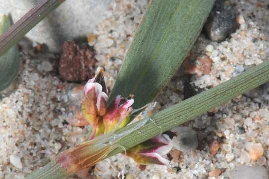 Image of knotweed