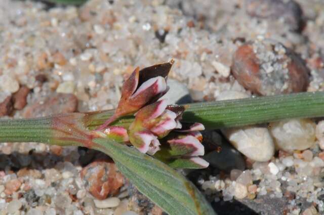 Слика од Polygonum oxyspermum Mey. & Bunge