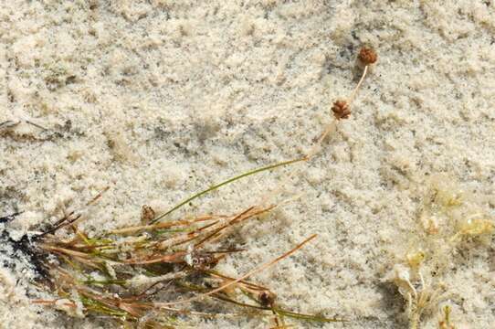 Image of pondweed