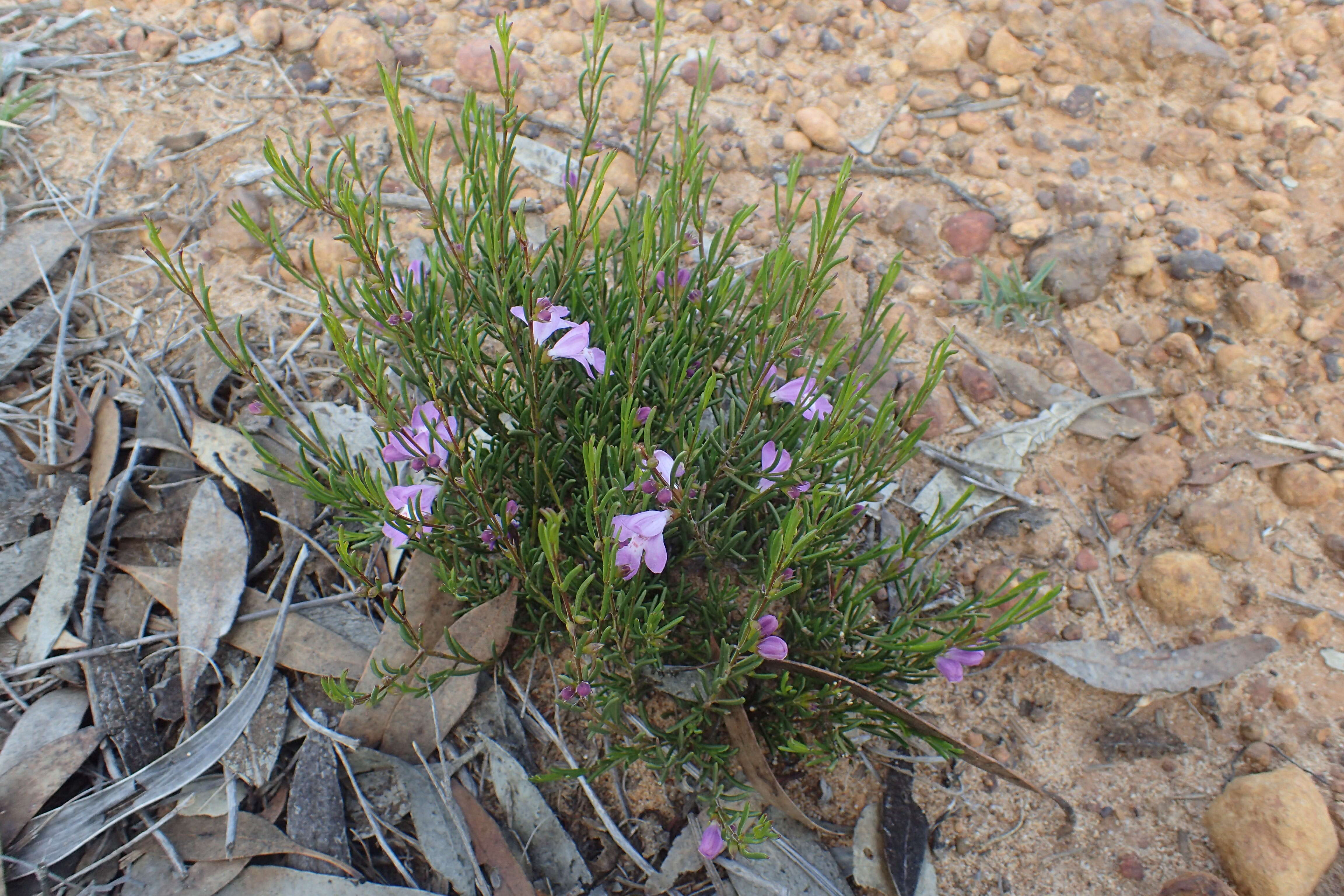 Image of Hemigenia teretiuscula F. Muell.