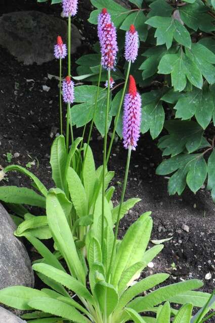 Image of Primula vialii Delavay ex Franch.