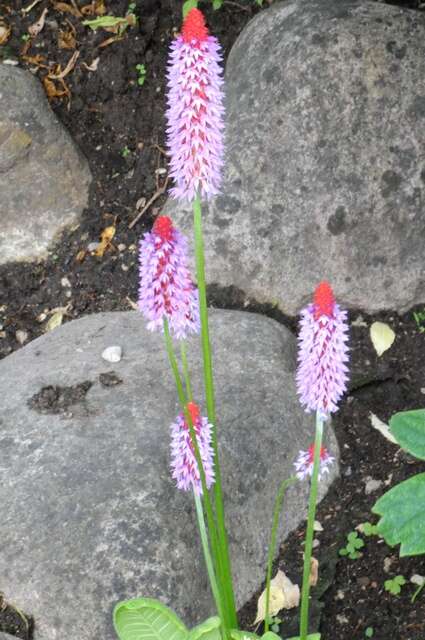 Image of Primula vialii Delavay ex Franch.