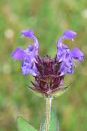 Image of selfheal