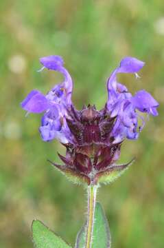 Image of selfheal