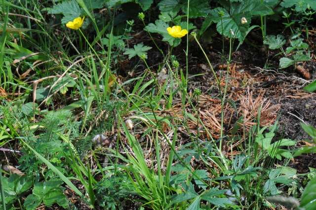 Image of Ranunculus polyanthemos L.