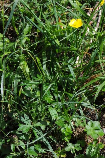 Image of Ranunculus polyanthemos L.