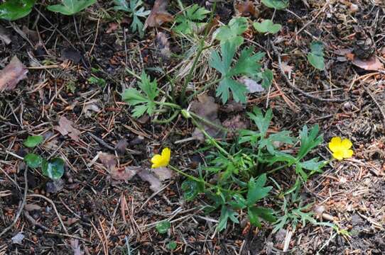 Image of Ranunculus polyanthemos L.