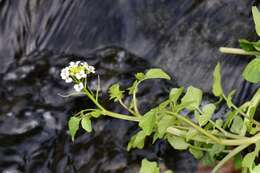 Nasturtium resmi