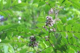 Image de Rubus cockburnianus Hemsl.