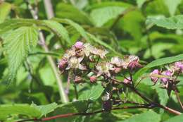 Image de Rubus cockburnianus Hemsl.