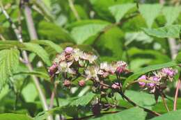 Слика од Rubus cockburnianus Hemsl.