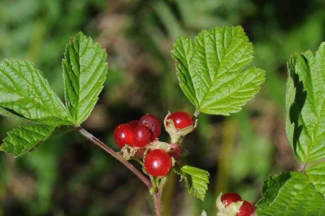 Image of Stone Bramble