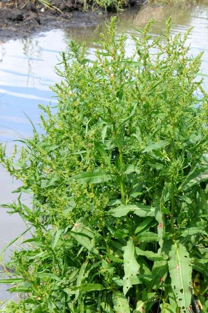 Rumex palustris Sm. resmi