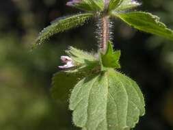 Image of field woundwort