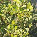 Image of Salix myrsinifolia subsp. myrsinifolia