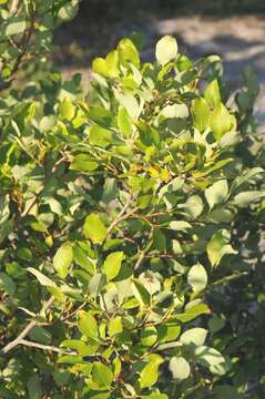 Salix myrsinifolia Salisb.的圖片