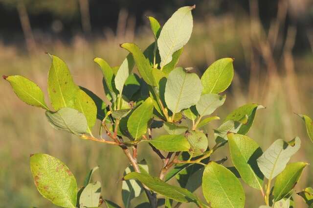 Salix myrsinifolia Salisb.的圖片