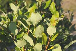 Salix myrsinifolia Salisb.的圖片