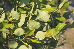 Image of dark-leaved willow