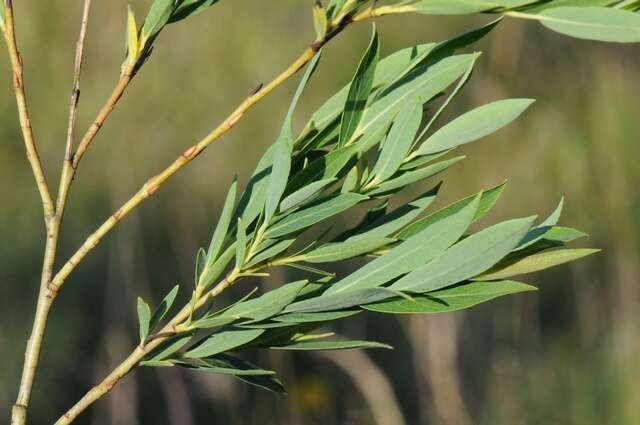 Image of purple willow