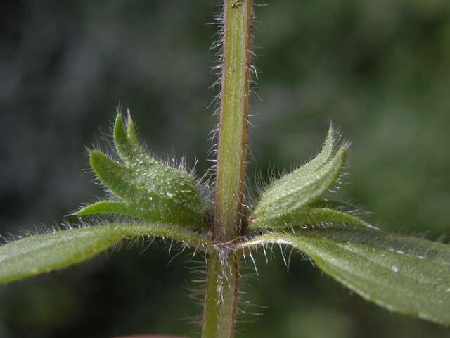 Imagem de Stachys arvensis (L.) L.