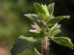 Image of field woundwort