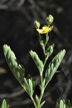 Image de Sibbaldianthe bifurca (L.) Kurtto & T. Erikss.