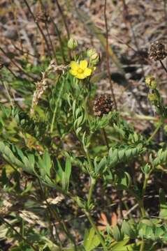 Image of Sibbaldianthe bifurca (L.) Kurtto & T. Erikss.