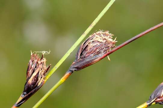 Image of bog-rush