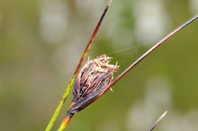 Image of bog-rush