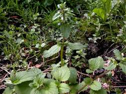 Image of field woundwort